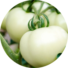 White Tomato Extract