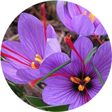 Saffron Flower Extract